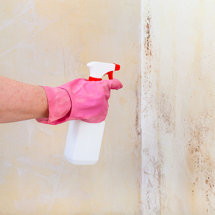 Mold Remediation Services with Prestige Cleaning & Restoration in Moriarty, NM